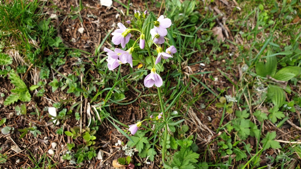 Cardamine des Prés - Cardamine Pratensis