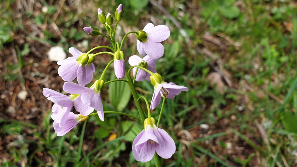 Cardamine des Prés - Cardamine Pratensis