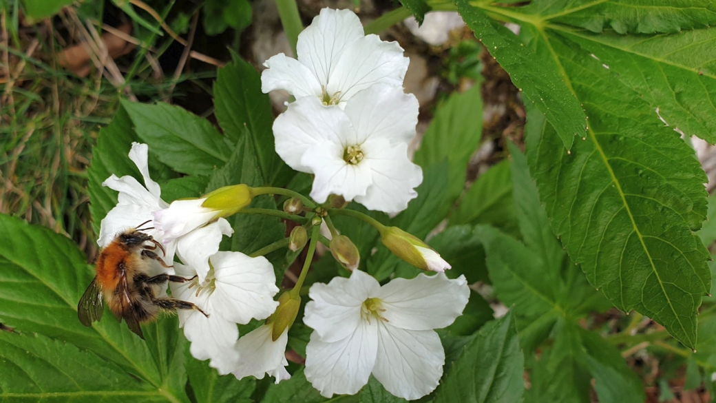 Cardamine à Sept Folioles - Cardamine Heptaphylla