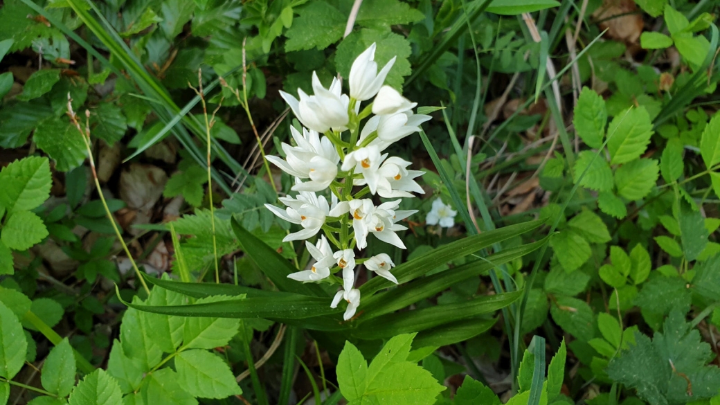 Céphalanthère à longues Feuilles - Cephalanthera Longifolia