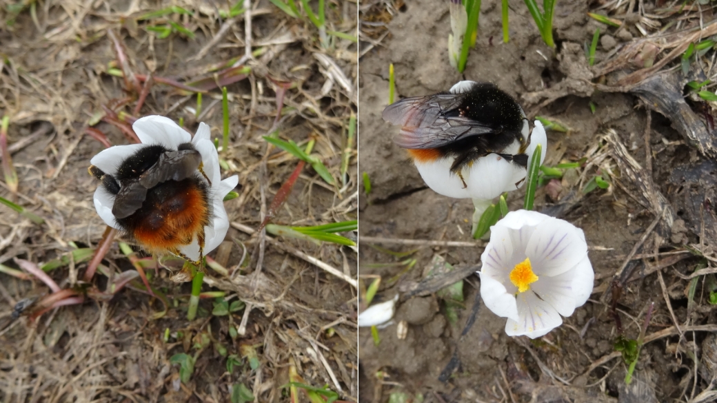 Crocus - Crocus Albiflorus