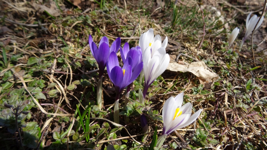 Crocus - Crocus Albiflorus