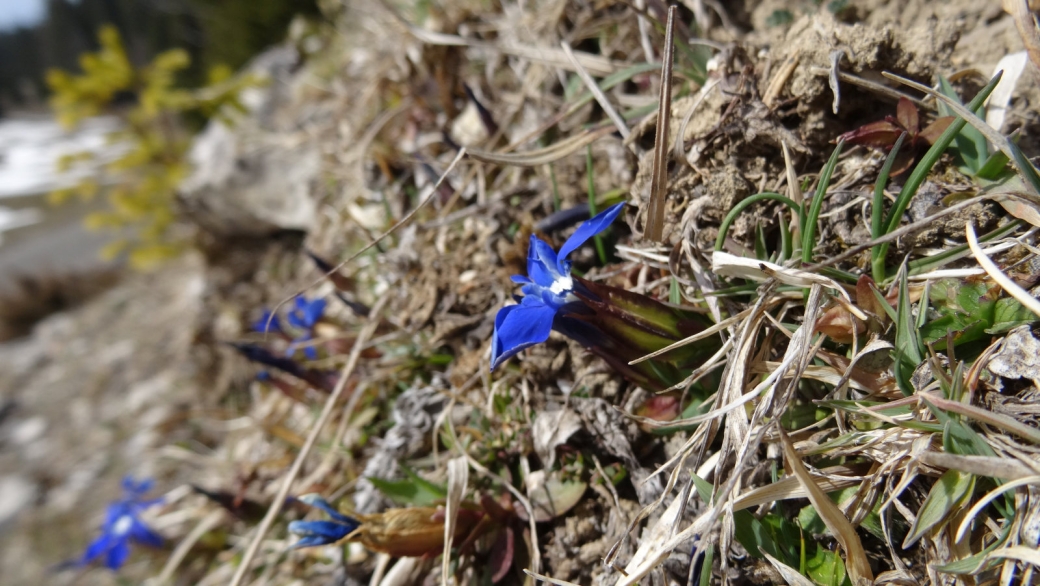 Gentiane Printanière - Gentiana Verna