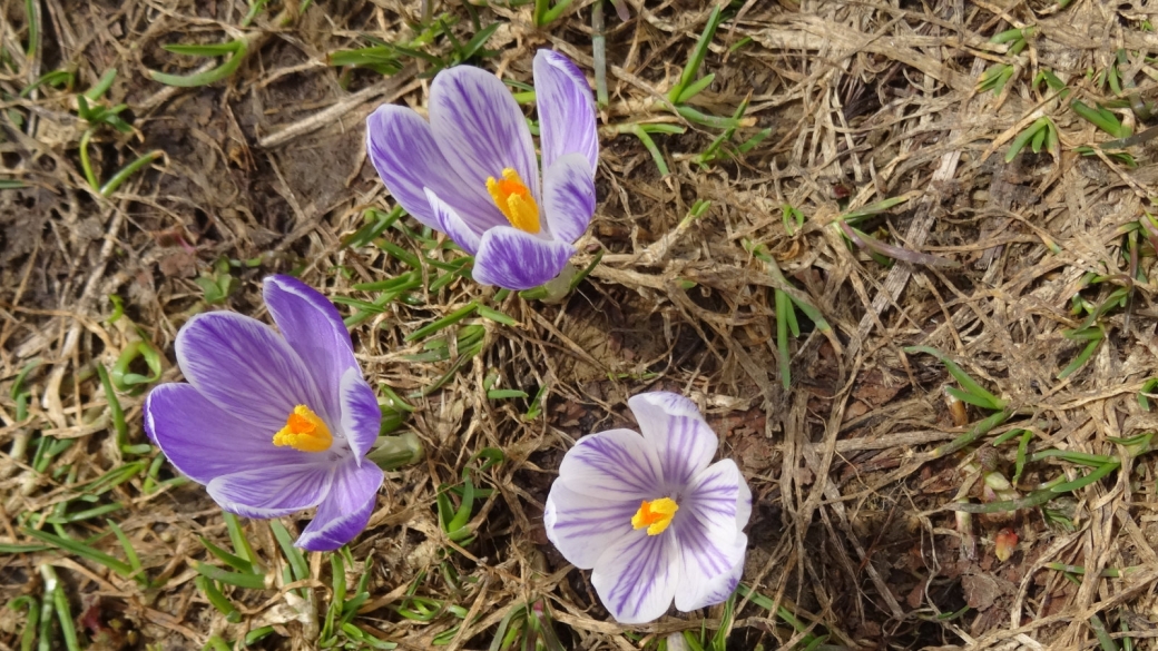 Crocus - Crocus Albiflorus