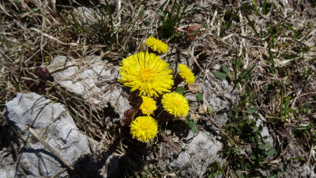 Tussilage - Tussilago Farfara