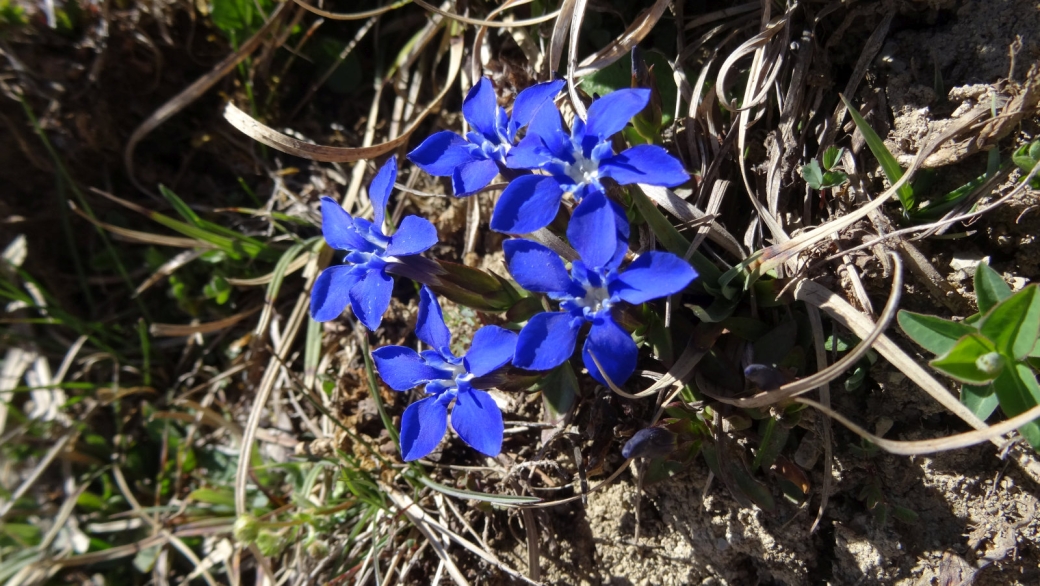 Gentiane Printanière - Gentiana Verna