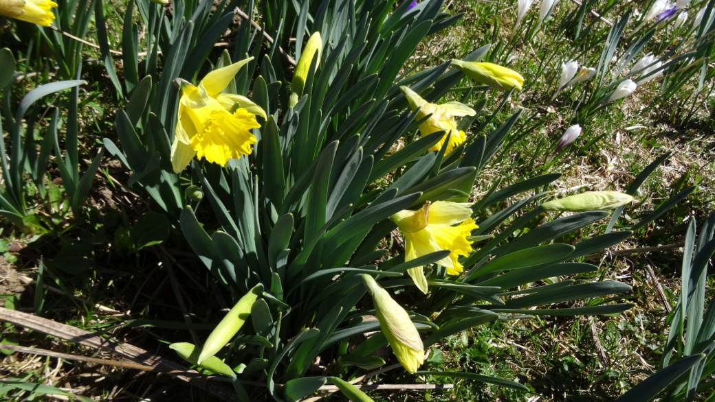 Jonquille - Narcissus Jonquilla