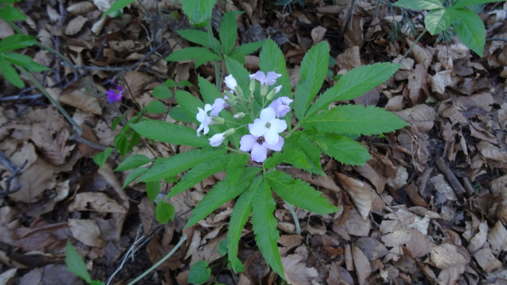 Cardamine à Sept Folioles - Cardamine Heptaphylla