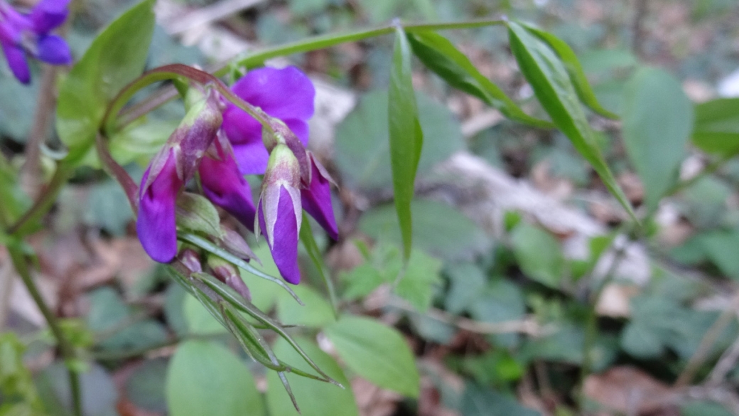 Gesse printanière - Lathyrus vernus