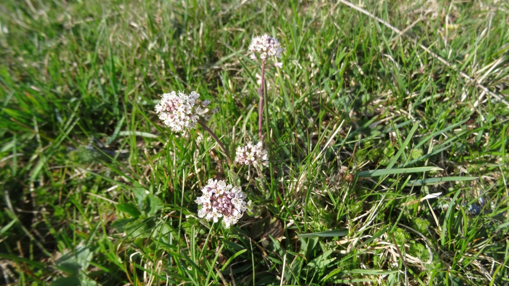 Tabouret des Bois - Noccaea Caerulescens