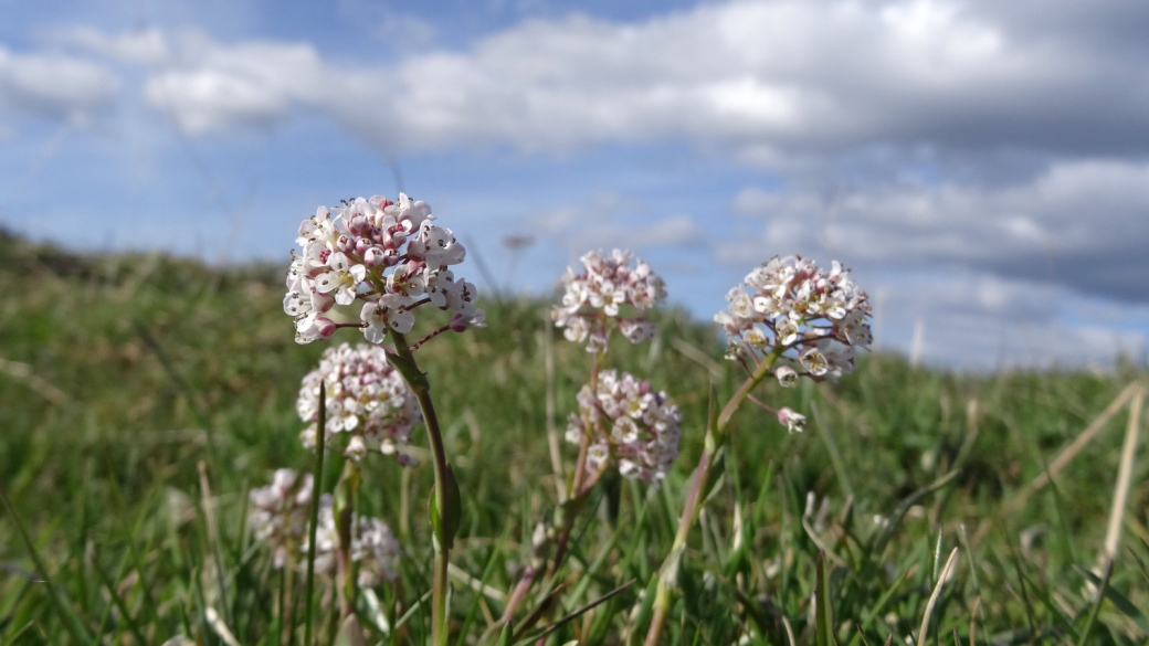 Tabouret des Bois - Noccaea Caerulescens