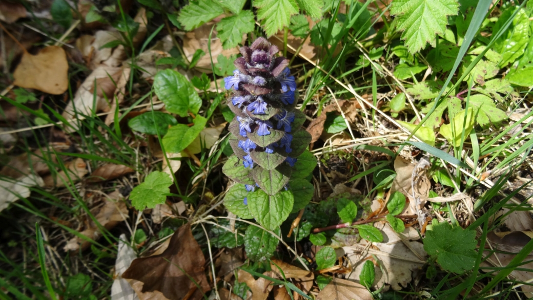 Bugle rampante - Ajuga Reptans