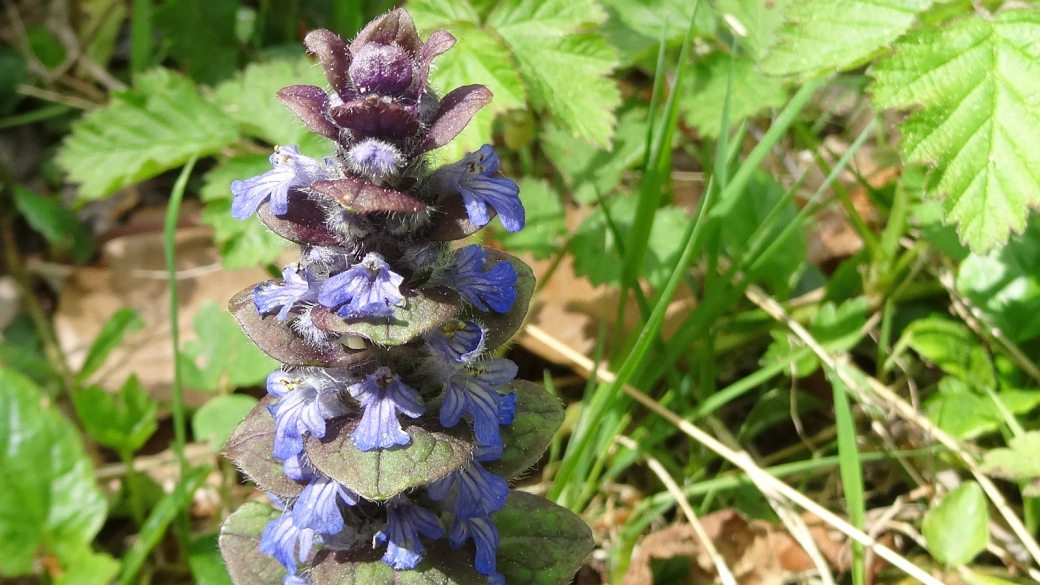 Bugle rampante - Ajuga Reptans