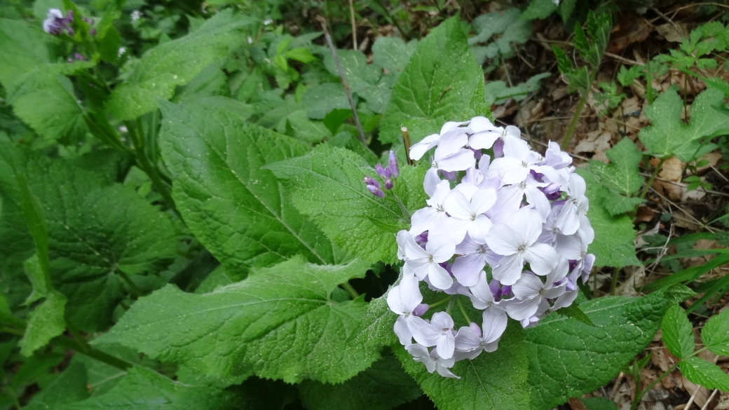 Lunaire Vivace - Lunaria Rediviva