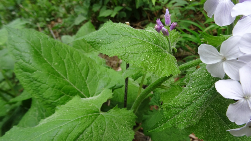 Lunaire Vivace - Lunaria Rediviva