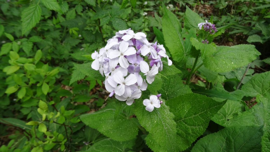 Lunaire Vivace - Lunaria Rediviva