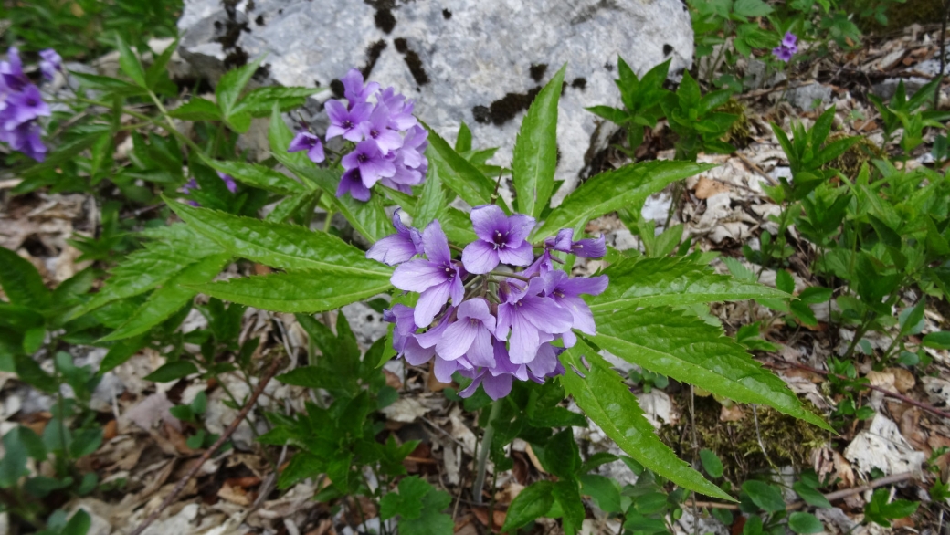 Cardamine à Sept Folioles - Cardamine Heptaphylla