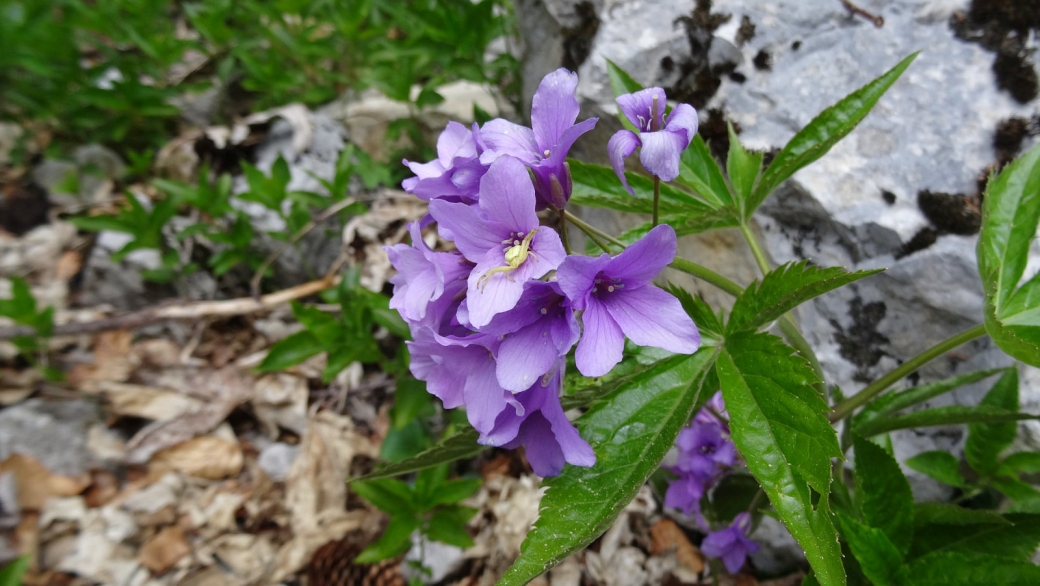 Cardamine à Sept Folioles - Cardamine Heptaphylla