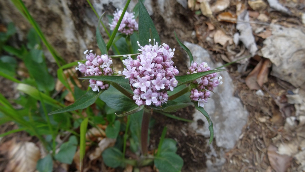 Valériane de Montagne - Valeriana Montana