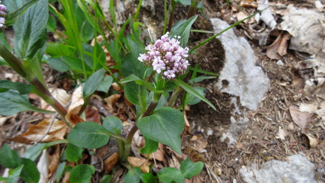 Valériane de Montagne - Valeriana Montana