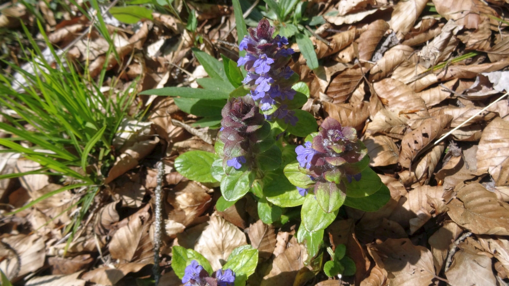 Bugle rampante - Ajuga Reptans