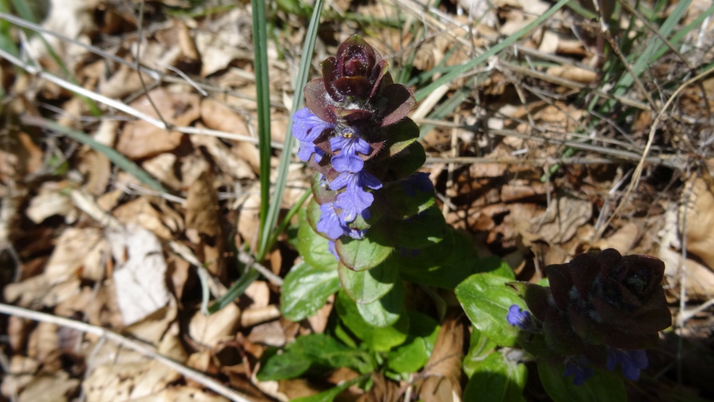 Bugle rampante - Ajuga Reptans