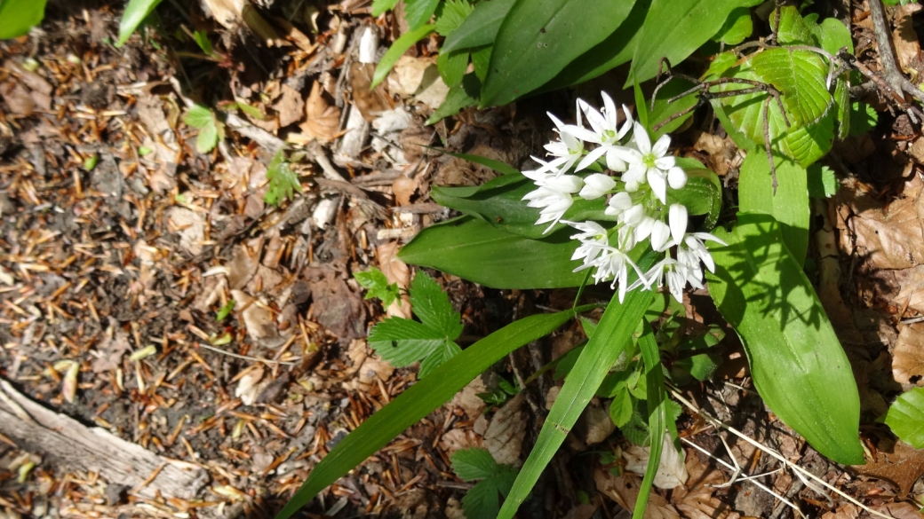 Ail des Ours - Allium Ursinum