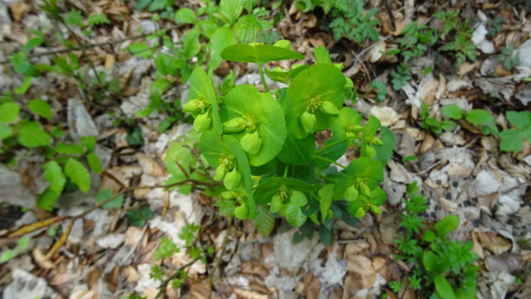 Euphorbe des Hêtraies - Euphorbia Amygdaloides