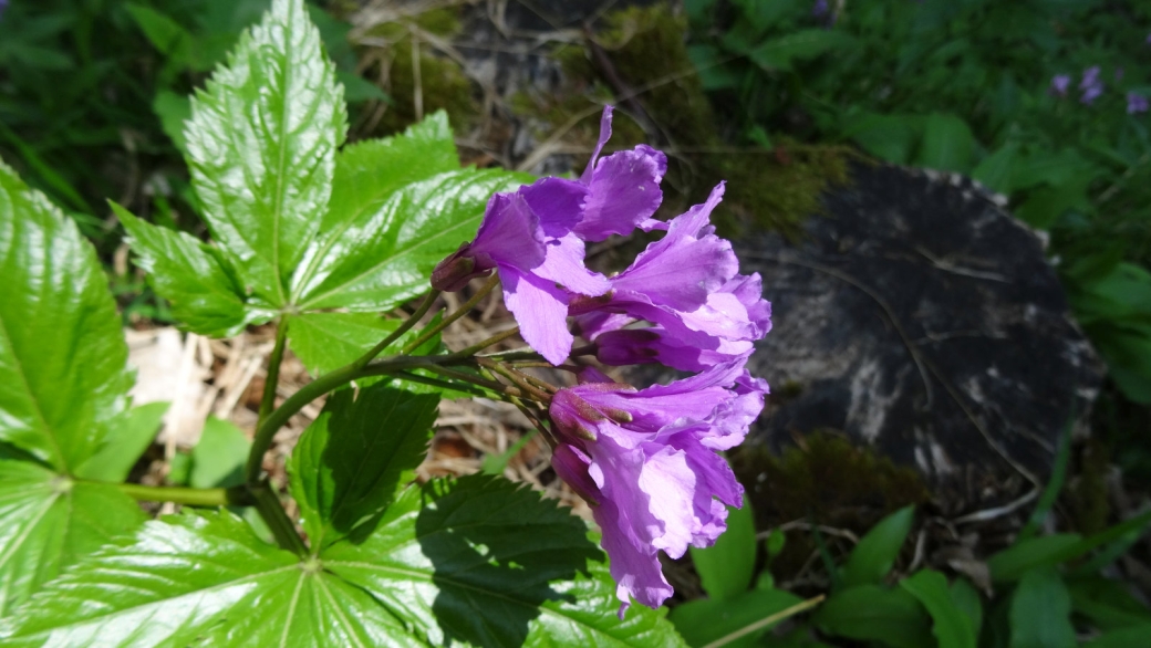 Cardamine à Sept Folioles - Cardamine Heptaphylla