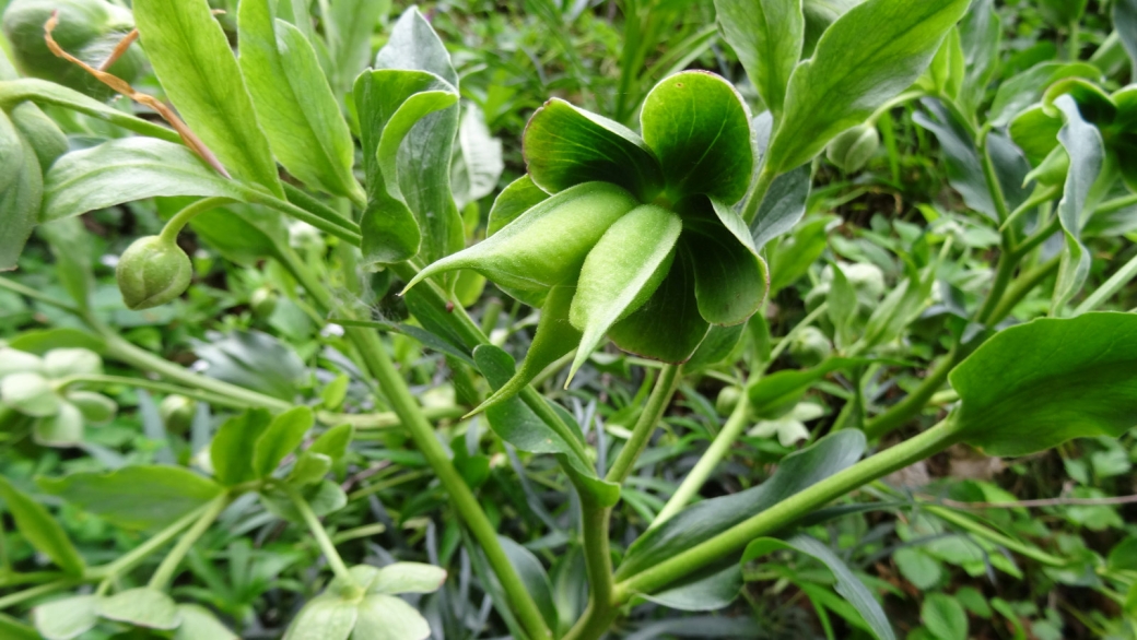 Hellébore Fétide - Helleborus Foetidus