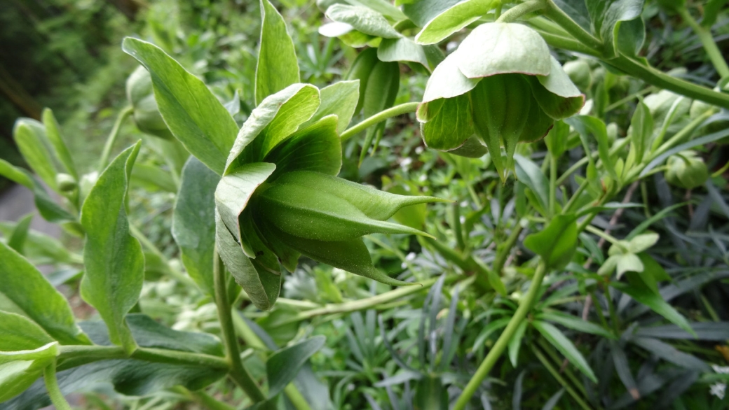 Hellébore Fétide - Helleborus Foetidus