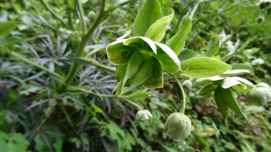 Hellébore Fétide - Helleborus Foetidus