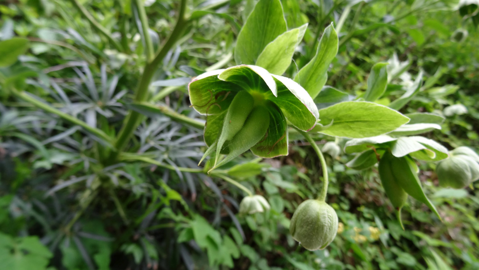 Hellébore Fétide – Helleborus Foetidus