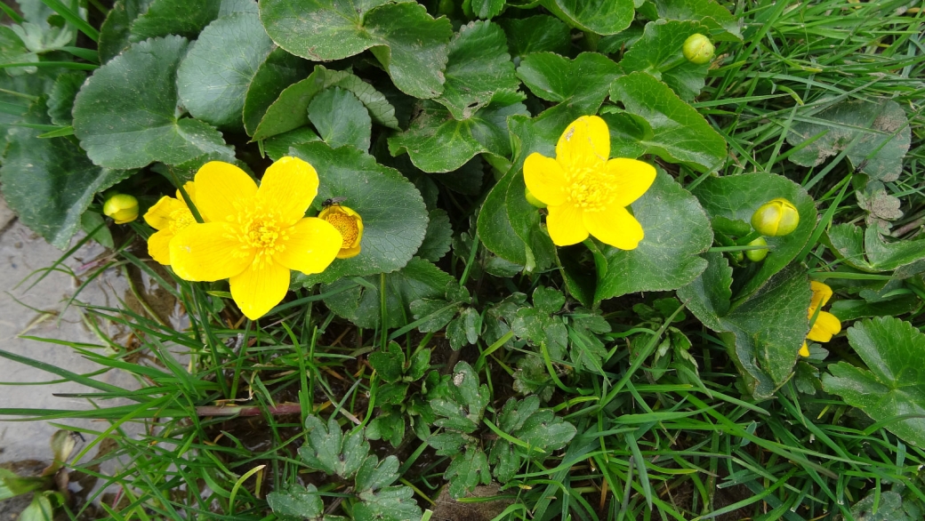 Populage des Marais - Caltha Palustris