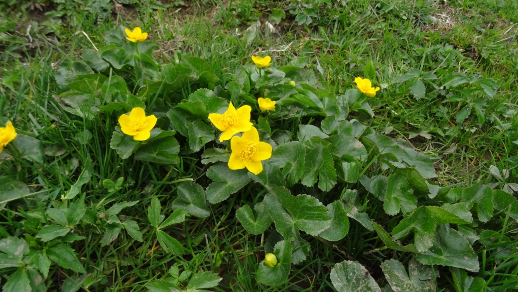 Populage des Marais - Caltha Palustris