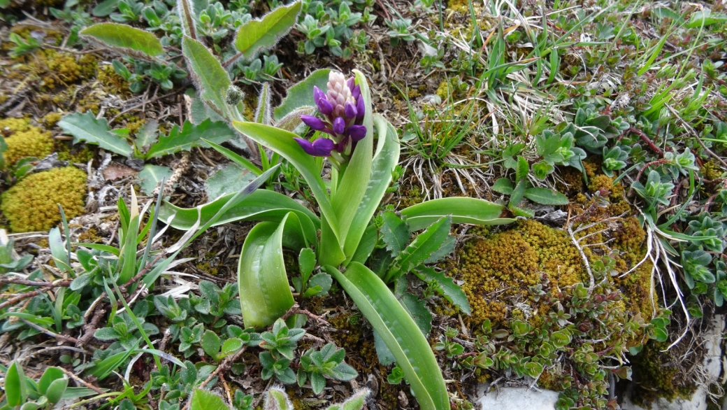 Orchis Mâle - Orchis Mascula