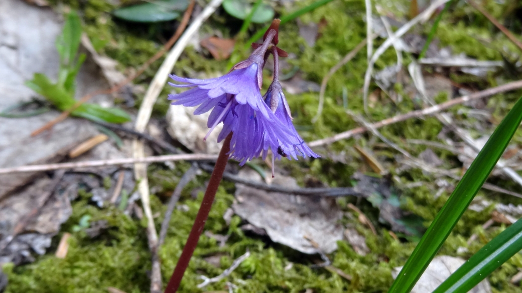 Soldanelle des Alpes - Soldanella Alpina