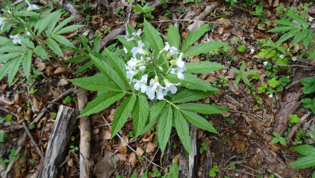 Cardamine à Sept Folioles - Cardamine Heptaphylla