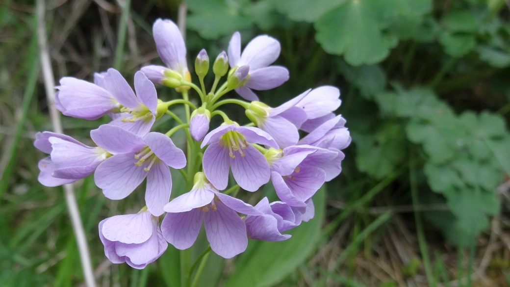 Cardamine des Prés - Cardamine Pratensis