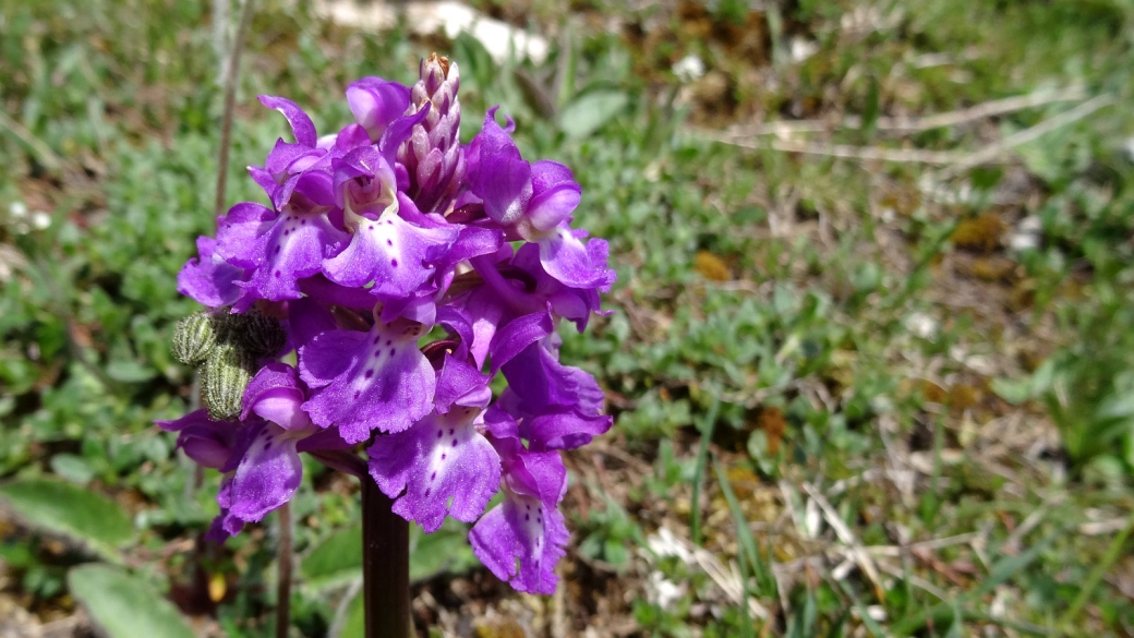 Orchis Mâle - Orchis Mascula