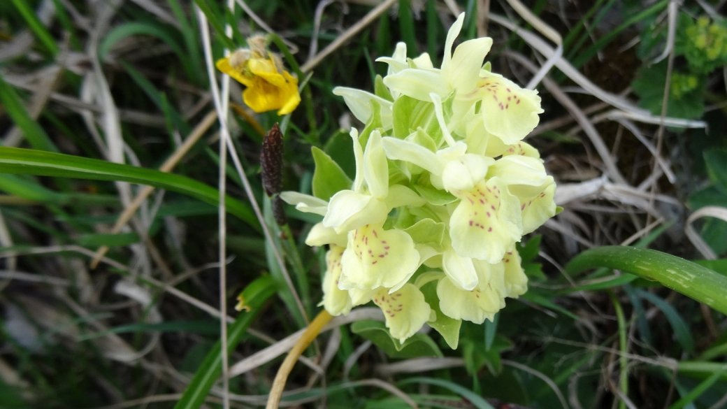 Orchis à Odeur de Sureau - Dactylorhiza Sambucina