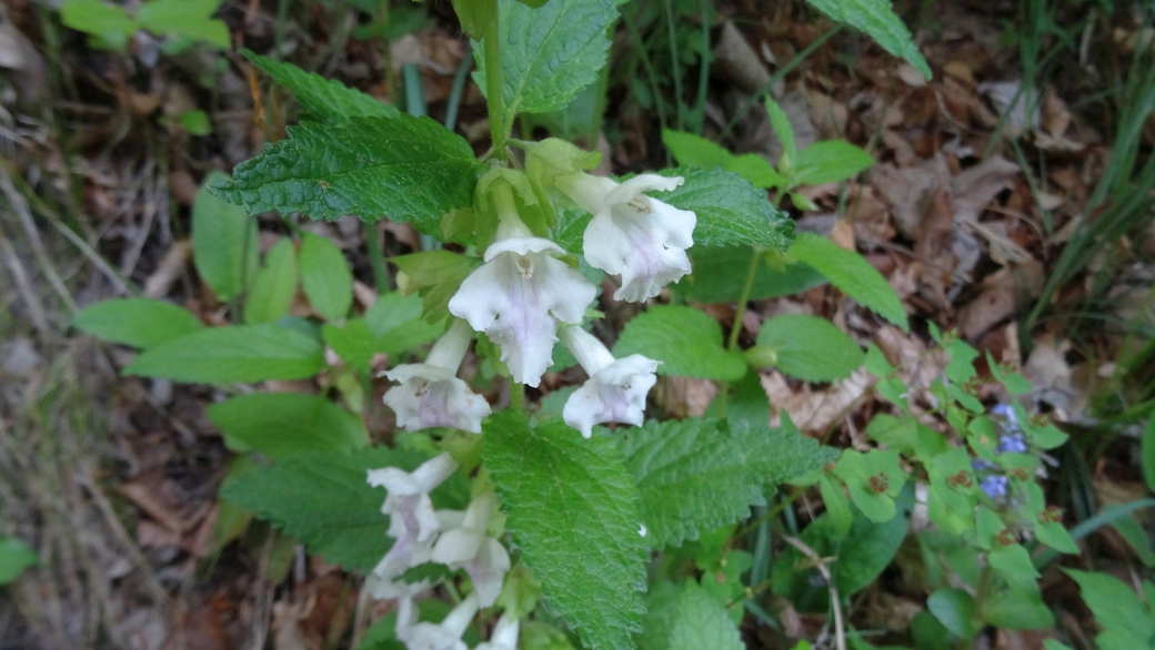 Mélitte à Feuilles de Mélisse - Melittis Melissophyllum