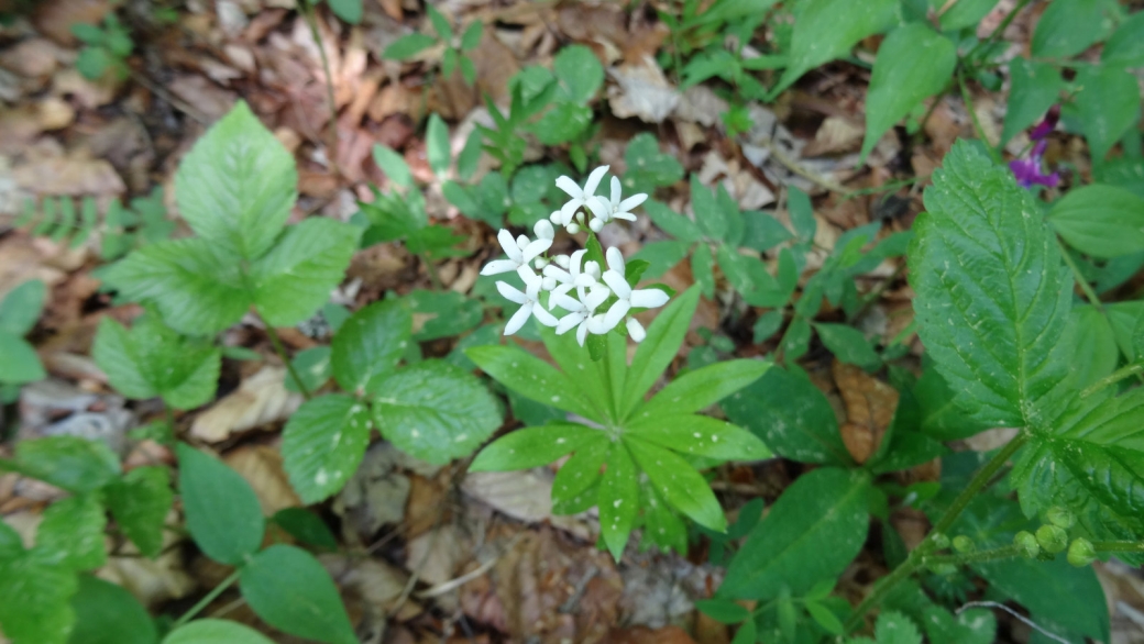 Gaillet Odorant - Galium Odoratum