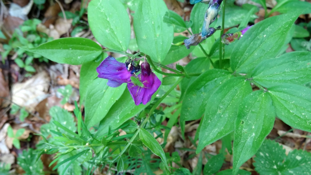 Gesse printanière - Lathyrus vernus