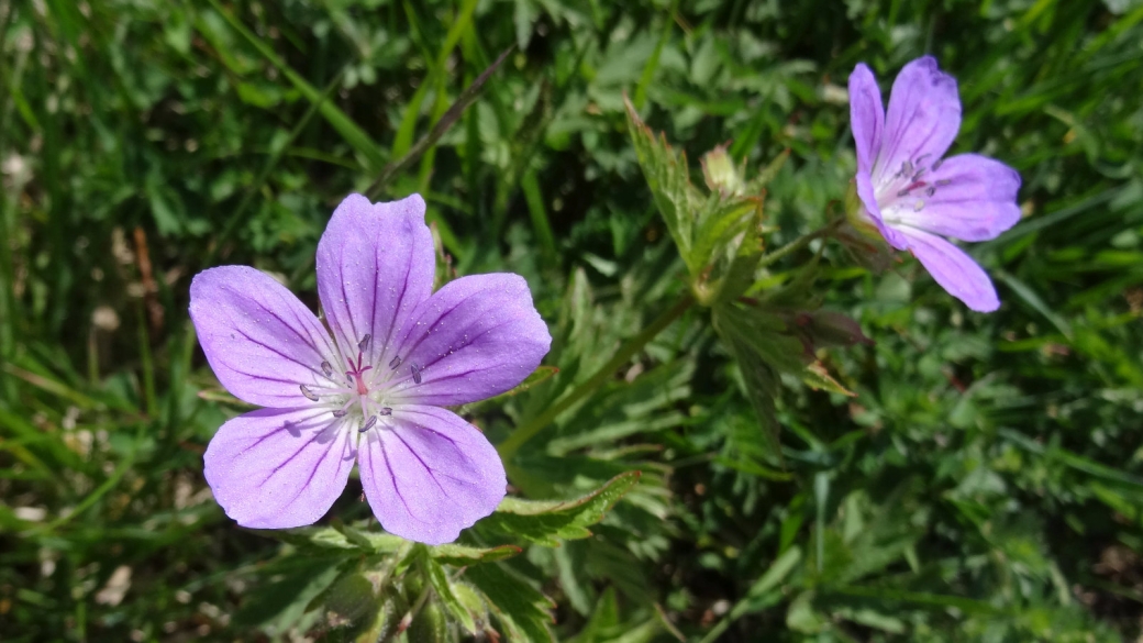 Géranium des Bois - Geranium Sylvaticum