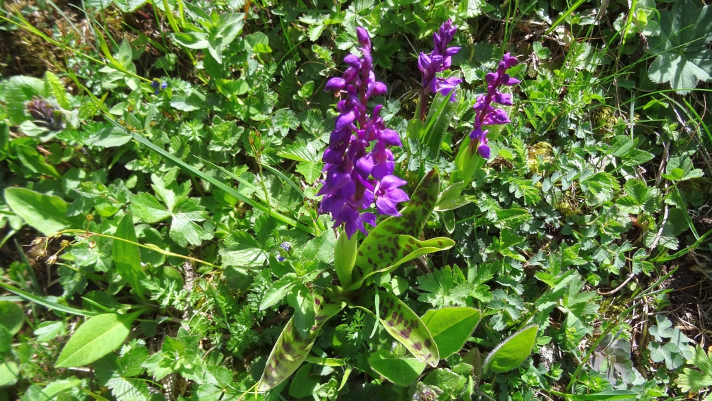 Orchis Mâle - Orchis Mascula