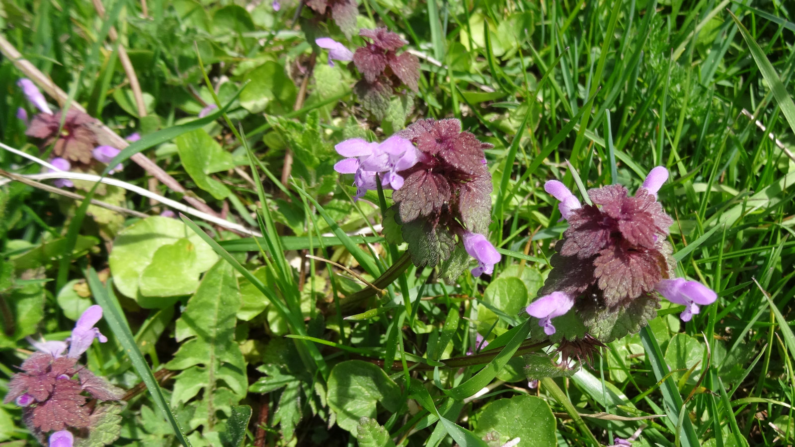 Lamier Rouge – Lamium Purpureum