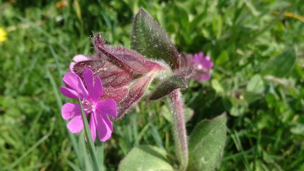 Compagnon Rouge - Silene Dioica