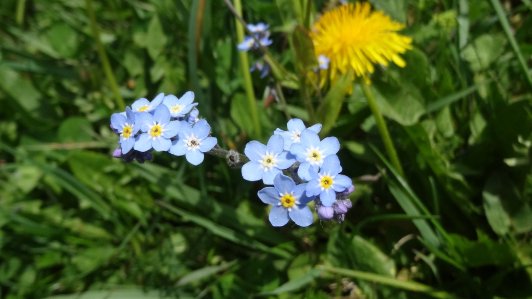 Myosotis des Champs - Myosotis Arvensis