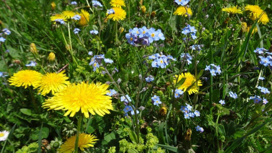 Myosotis des Champs - Myosotis Arvensis 